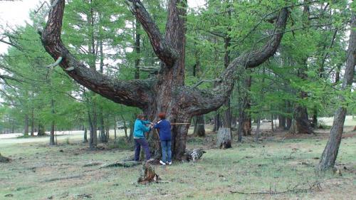 Ученые составили кадастр ценных деревьев Ольхона