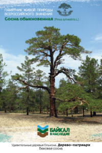 Многовековая сосна на открытке из альбома "Удивительные деревья Ольхона"